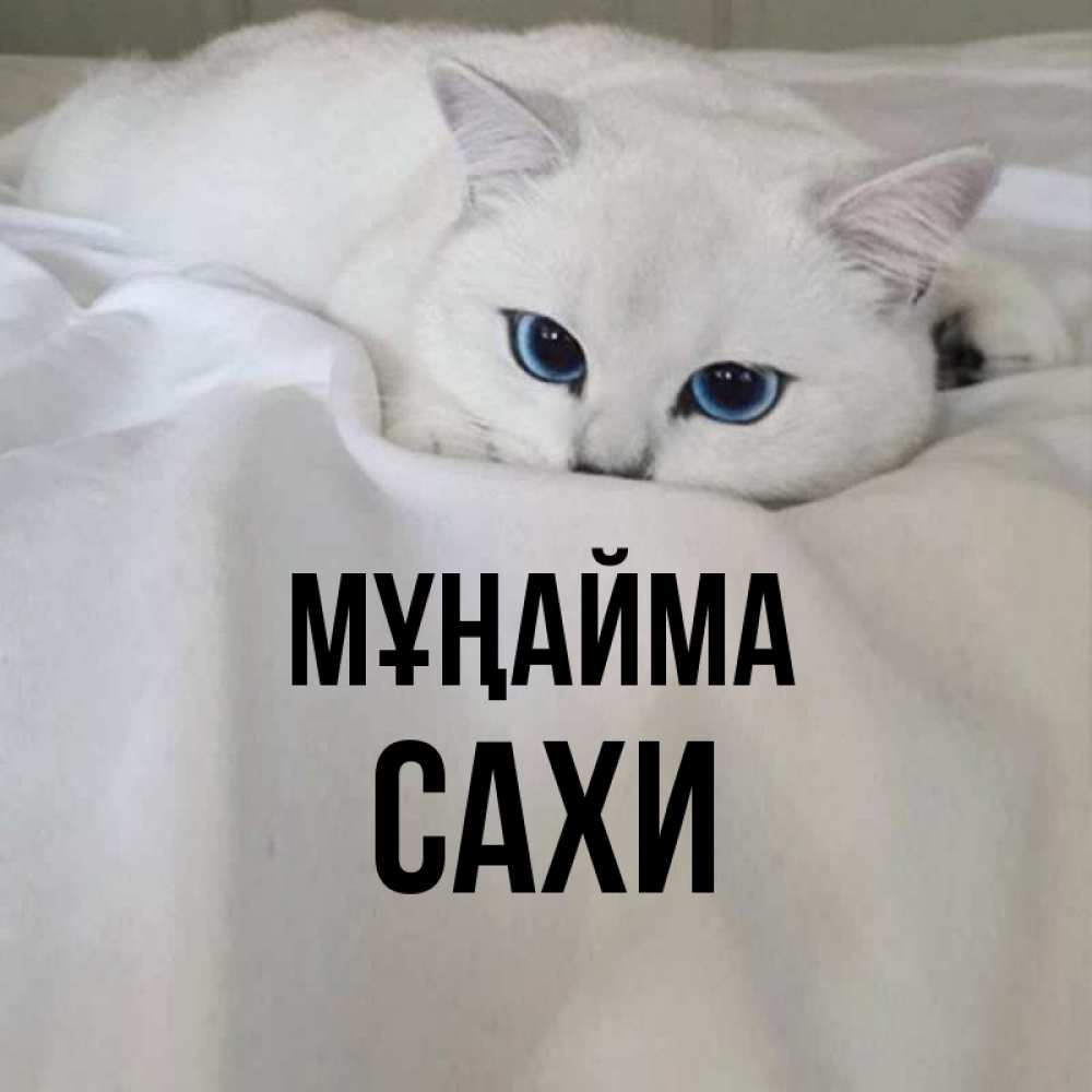 Күн сайын ашық хат с именем, САХИ Мұңайма Голубоглазая кошка Онлайн тегін жүктеп алу тілектері бар керемет карта 