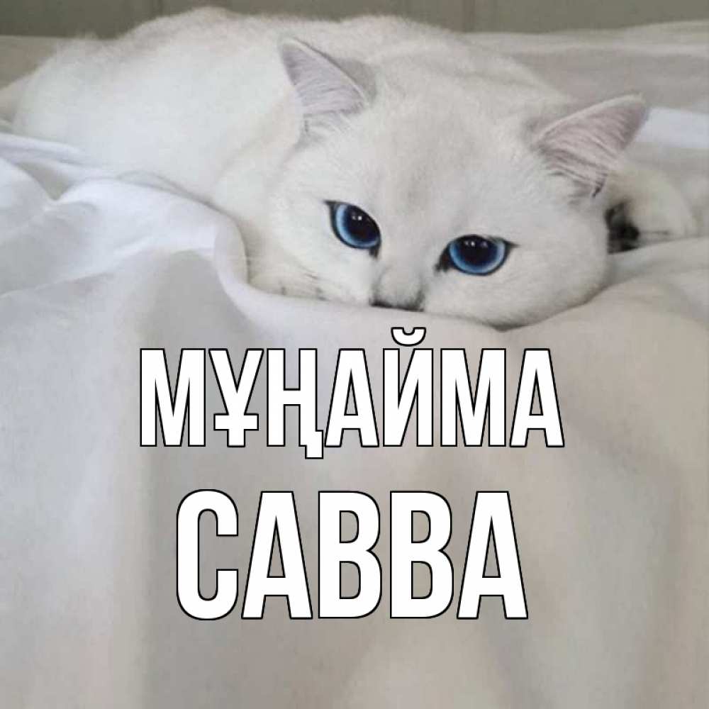 Күн сайын ашық хат с именем, Савва Мұңайма белый кот с голубыми глазами на белоснежной кровати Онлайн тегін жүктеп алу тілектері бар керемет карта 