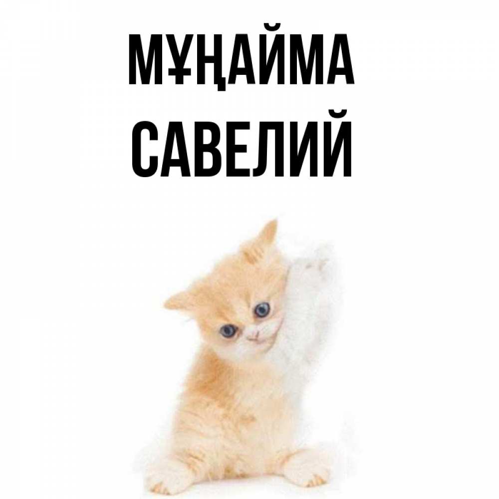 Күн сайын ашық хат с именем, Савелий Мұңайма просящий кот Онлайн тегін жүктеп алу тілектері бар керемет карта 