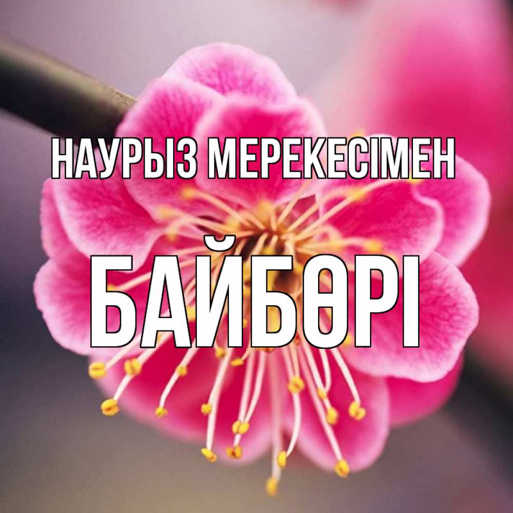 Күн сайын ашық хат с именем, Байбөрі Наурыз мерекесімен цветы Онлайн тегін жүктеп алу тілектері бар керемет карта 