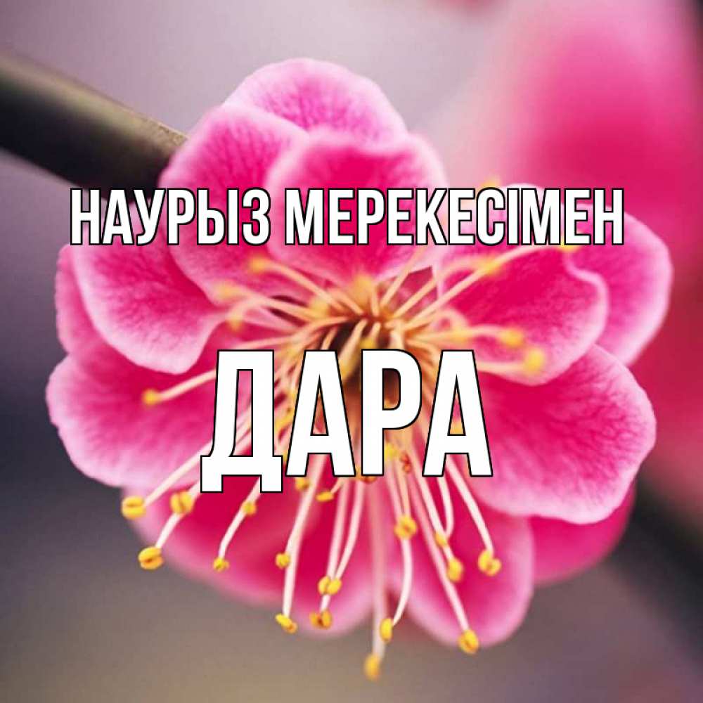Күн сайын ашық хат с именем, Дара Наурыз мерекесімен цветы Онлайн тегін жүктеп алу тілектері бар керемет карта 