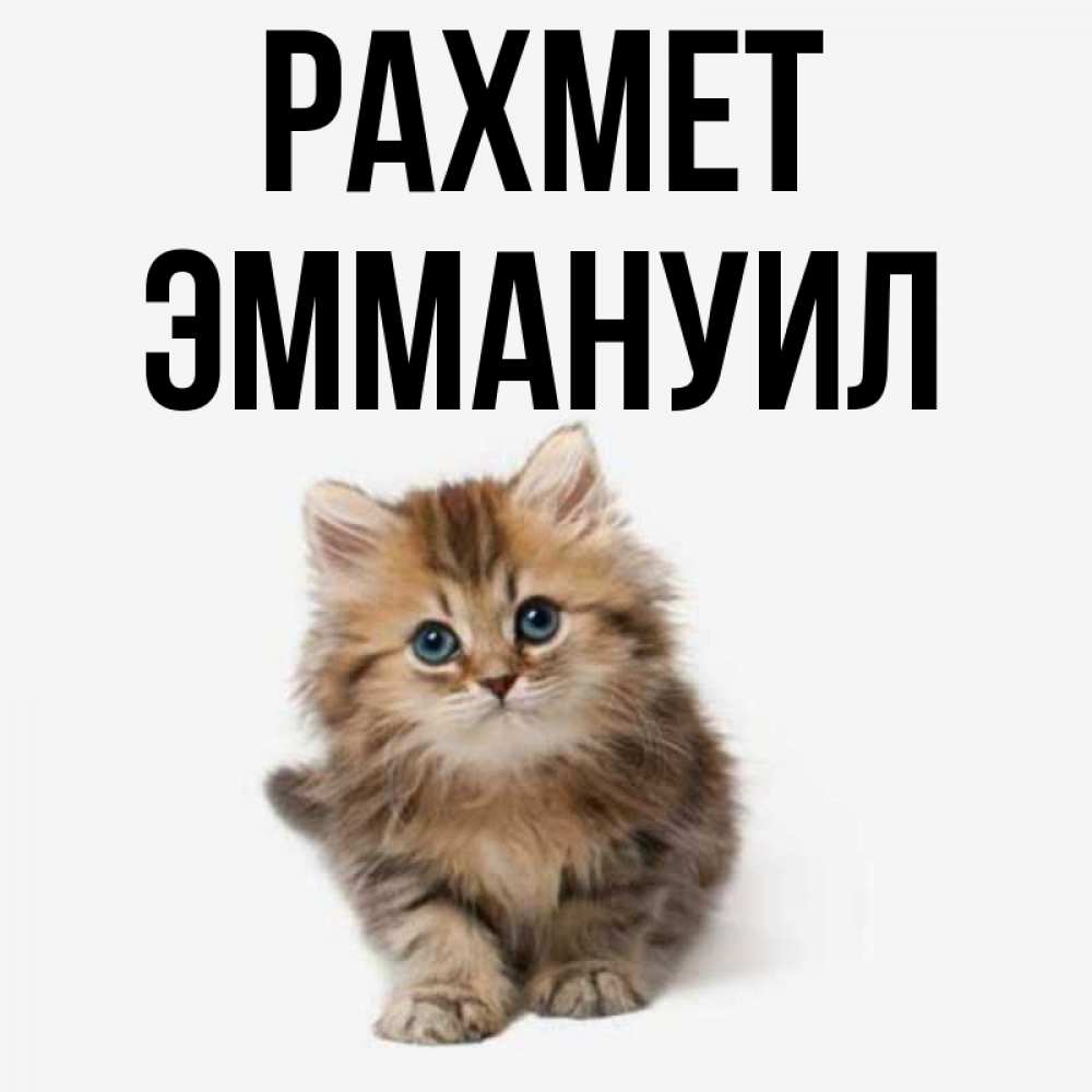 Күн сайын ашық хат с именем, Эммануил рахмет пушистый котик Онлайн тегін жүктеп алу тілектері бар керемет карта 