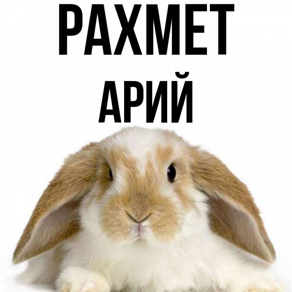 Күн сайын ашық хат с именем, Арий рахмет коричнево белый заяц Онлайн тегін жүктеп алу тілектері бар керемет карта 
