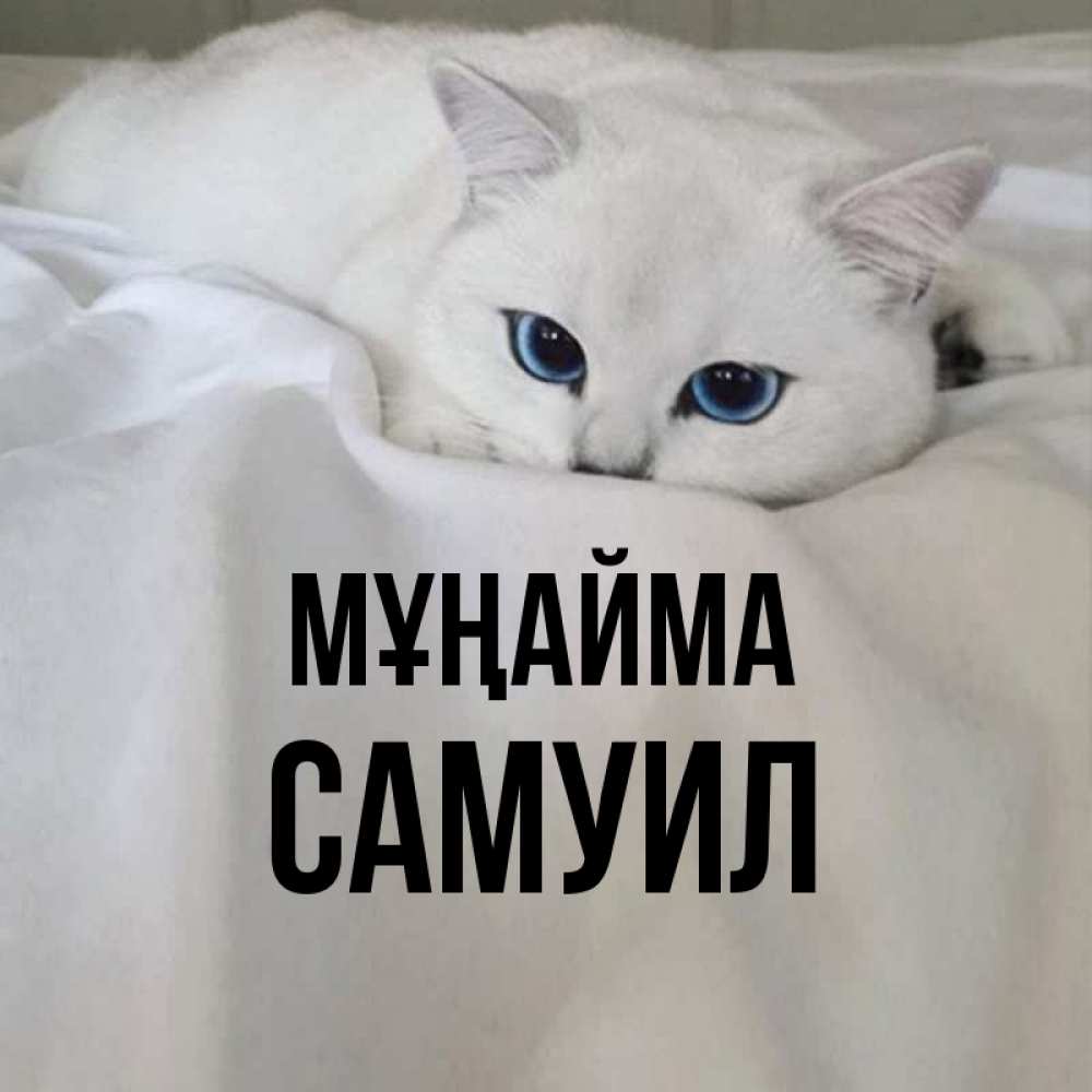 Күн сайын ашық хат с именем, Самуил Мұңайма Голубоглазая кошка Онлайн тегін жүктеп алу тілектері бар керемет карта 