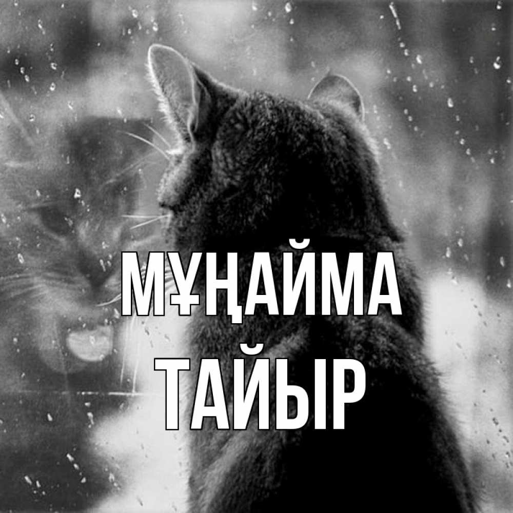 Күн сайын ашық хат с именем, ТАЙЫР Мұңайма отражение кота 1 Онлайн тегін жүктеп алу тілектері бар керемет карта 
