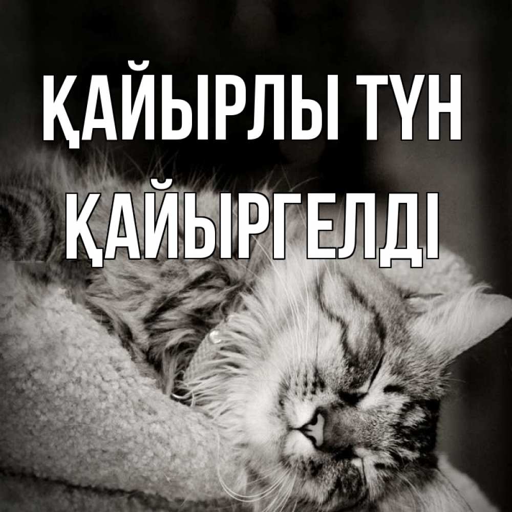 Күн сайын ашық хат с именем, Қайыргелді Қайырлы түн котярик пушистый Онлайн тегін жүктеп алу тілектері бар керемет карта 