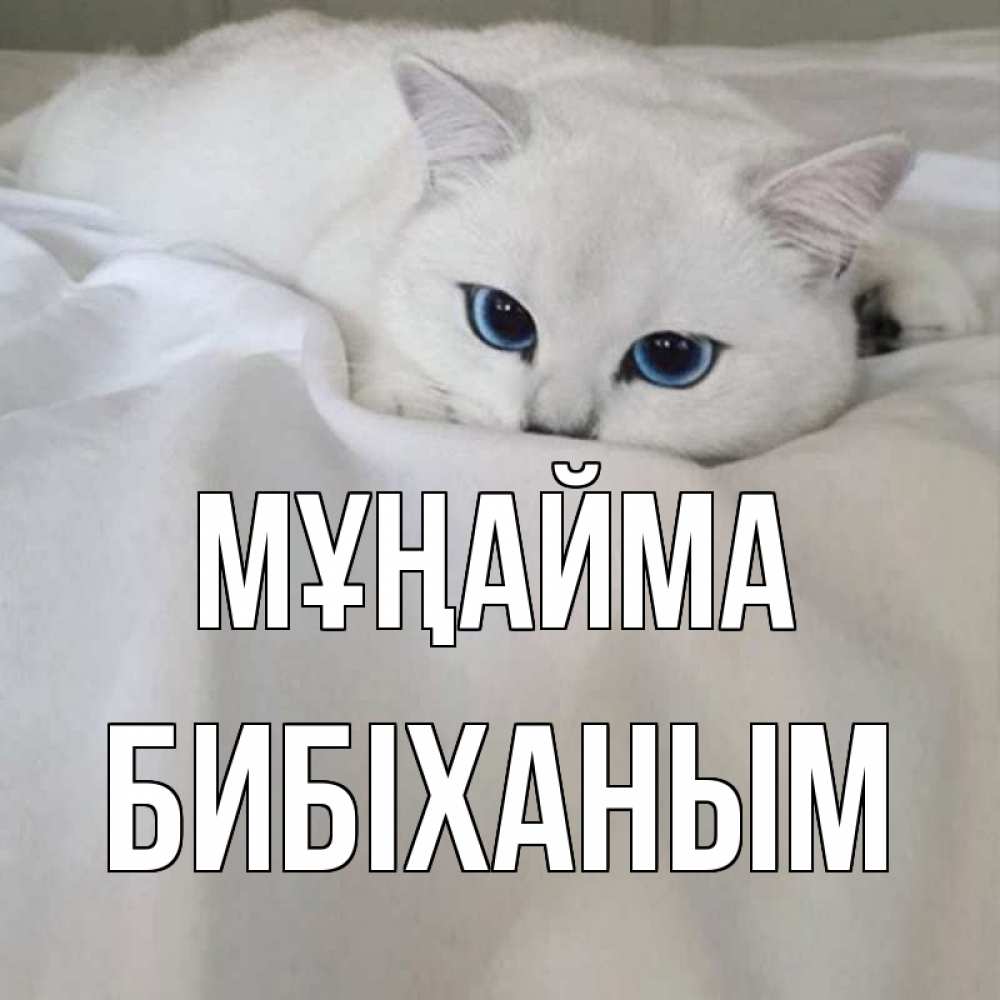 Күн сайын ашық хат с именем, БИБІХАНЫМ Мұңайма белый кот с голубыми глазами на белоснежной кровати Онлайн тегін жүктеп алу тілектері бар керемет карта 