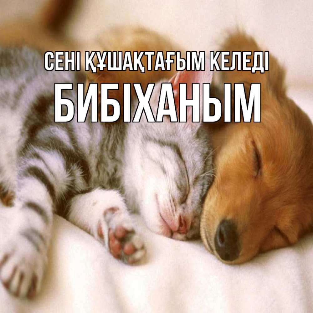 Күн сайын ашық хат с именем, БИБІХАНЫМ сені құшақтағым келеді пес и котенок Онлайн тегін жүктеп алу тілектері бар керемет карта 