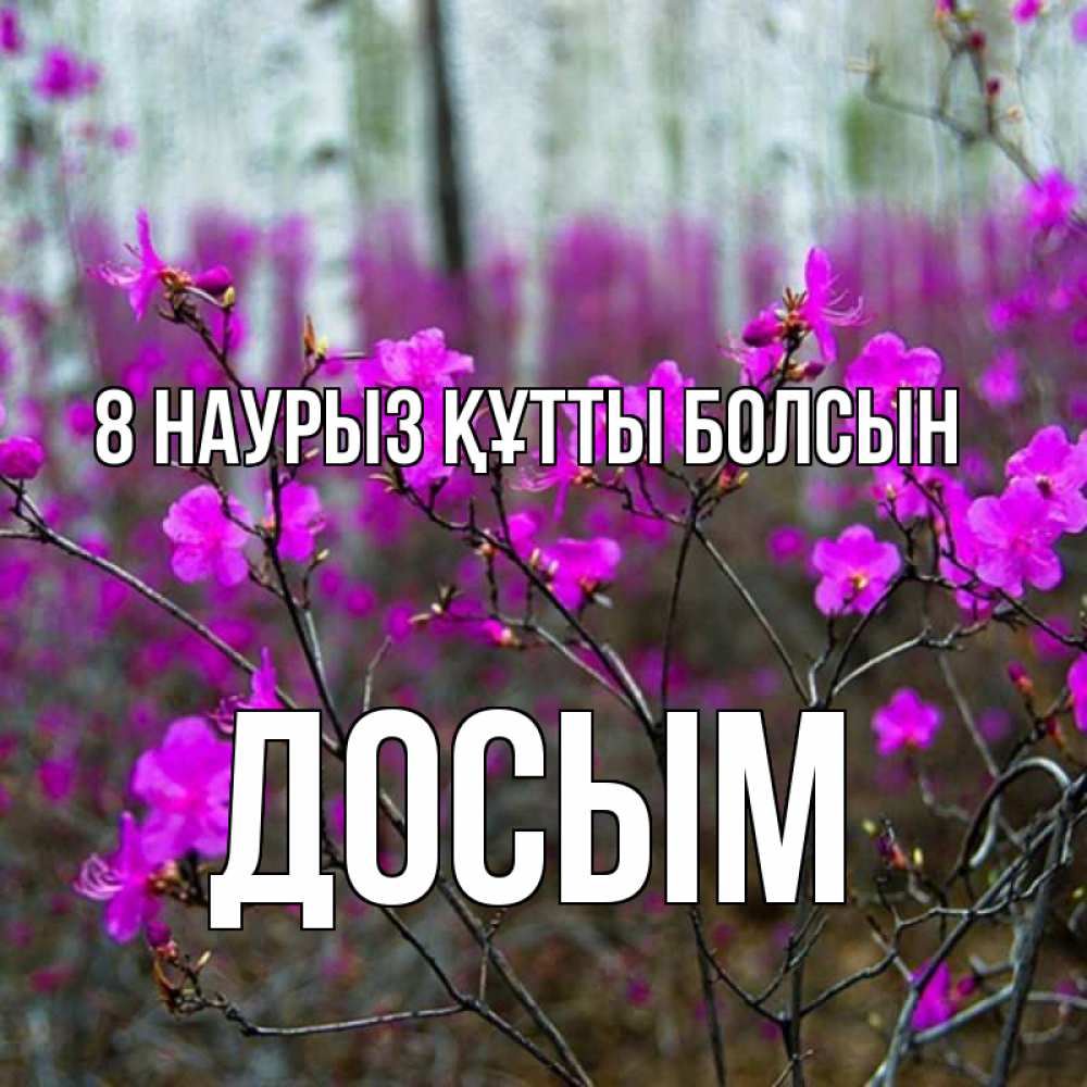 Күн сайын ашық хат с именем, Досым 8 наурыз құтты болсын дикие цветы Онлайн тегін жүктеп алу тілектері бар керемет карта 