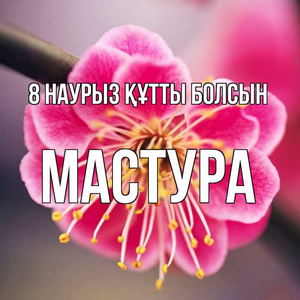Күн сайын ашық хат с именем, МАСТУРА 8 наурыз құтты болсын цветы Онлайн тегін жүктеп алу тілектері бар керемет карта 