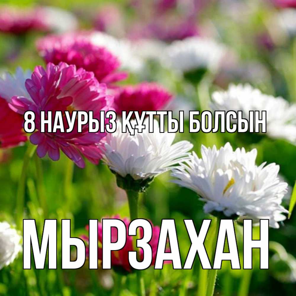 Күн сайын ашық хат с именем, Мырзахан 8 наурыз құтты болсын международный женский день 1 Онлайн тегін жүктеп алу тілектері бар керемет карта 