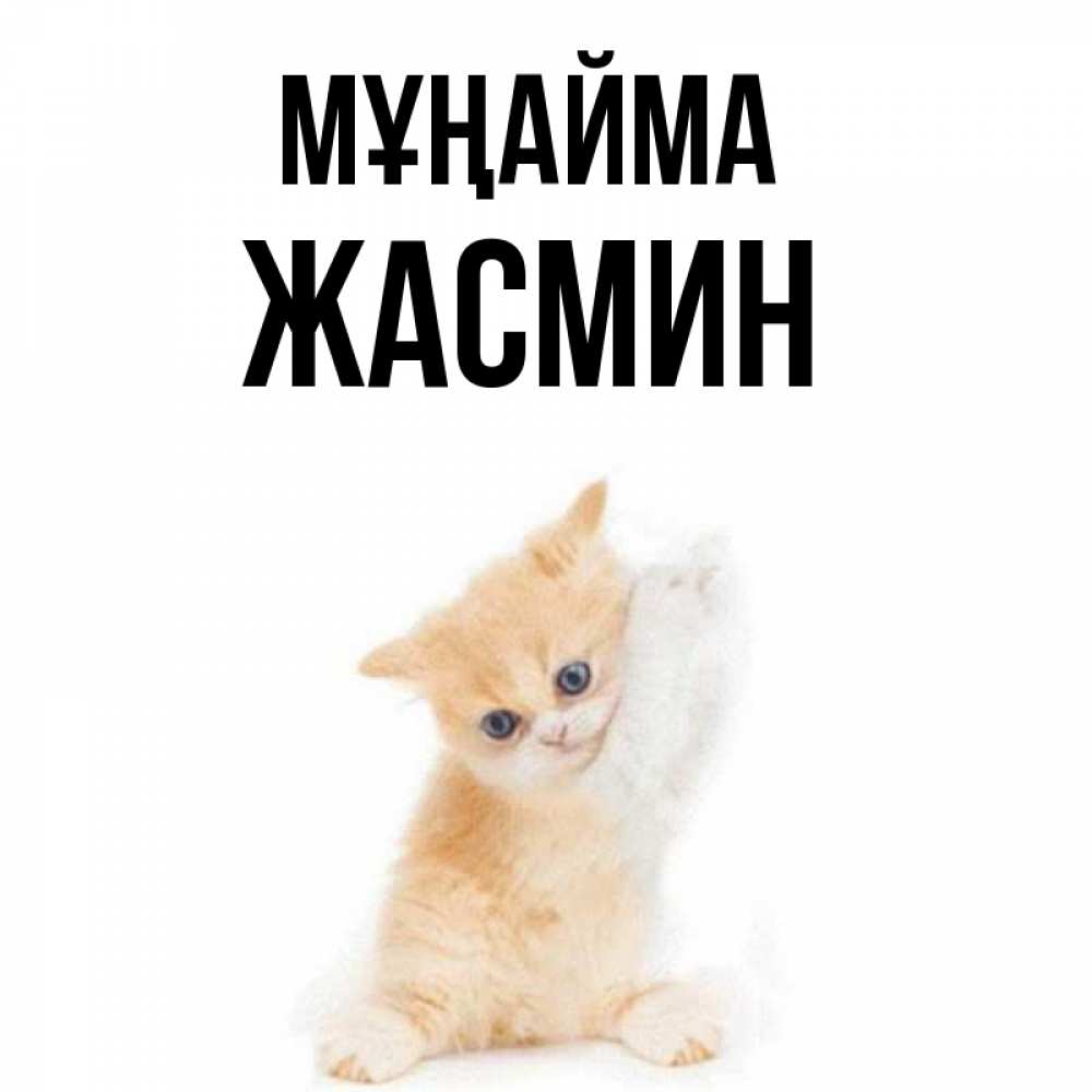 Күн сайын ашық хат с именем, Жасмин Мұңайма просящий кот Онлайн тегін жүктеп алу тілектері бар керемет карта 