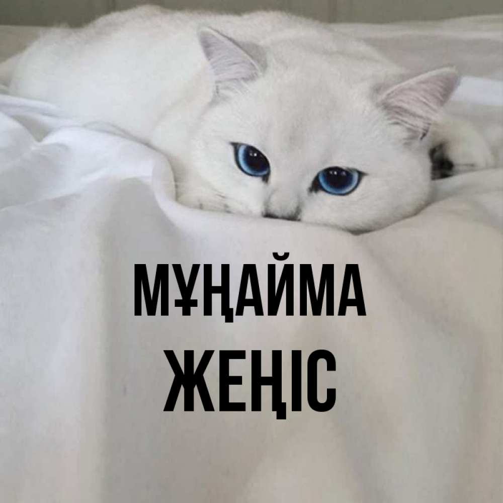 Күн сайын ашық хат с именем, Жеңіс Мұңайма Голубоглазая кошка Онлайн тегін жүктеп алу тілектері бар керемет карта 