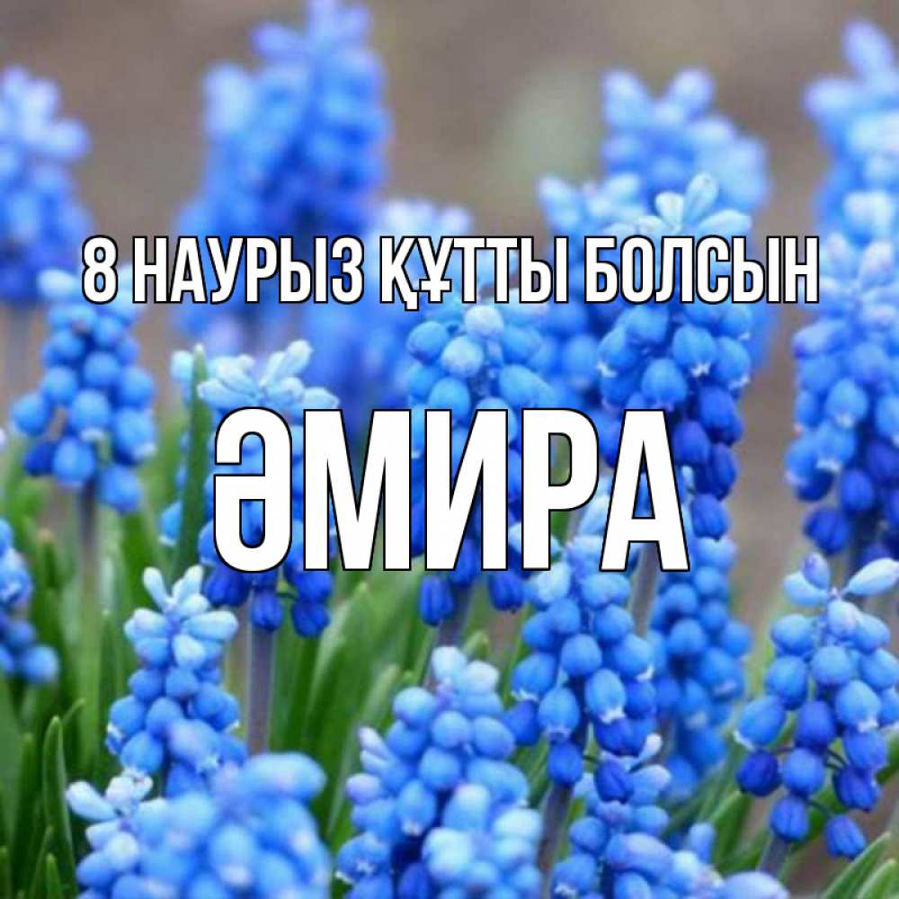 Күн сайын ашық хат с именем, ӘМИРА 8 наурыз құтты болсын Поздравительная открытка для женщин с цветами на праздничную дату Онлайн тегін жүктеп алу тілектері бар керемет карта 