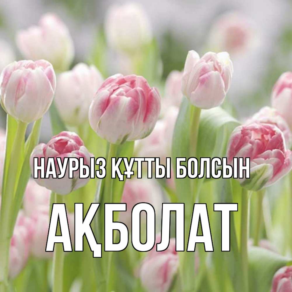 Күн сайын ашық хат с именем, Ақболат Наурыз құтты болсын цветы Онлайн тегін жүктеп алу тілектері бар керемет карта 