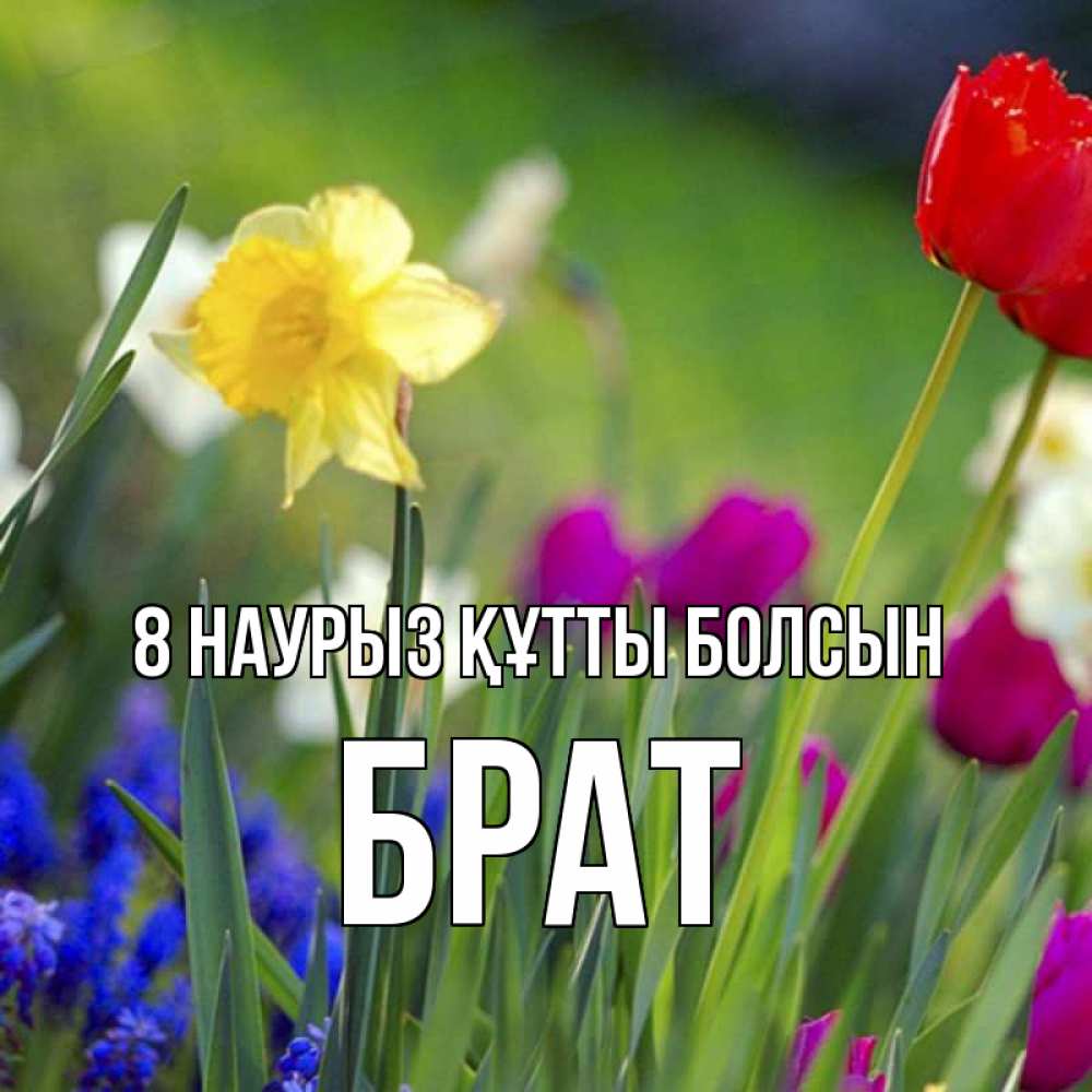 Күн сайын ашық хат с именем, Брат 8 наурыз құтты болсын международный женский день 3 Онлайн тегін жүктеп алу тілектері бар керемет карта 