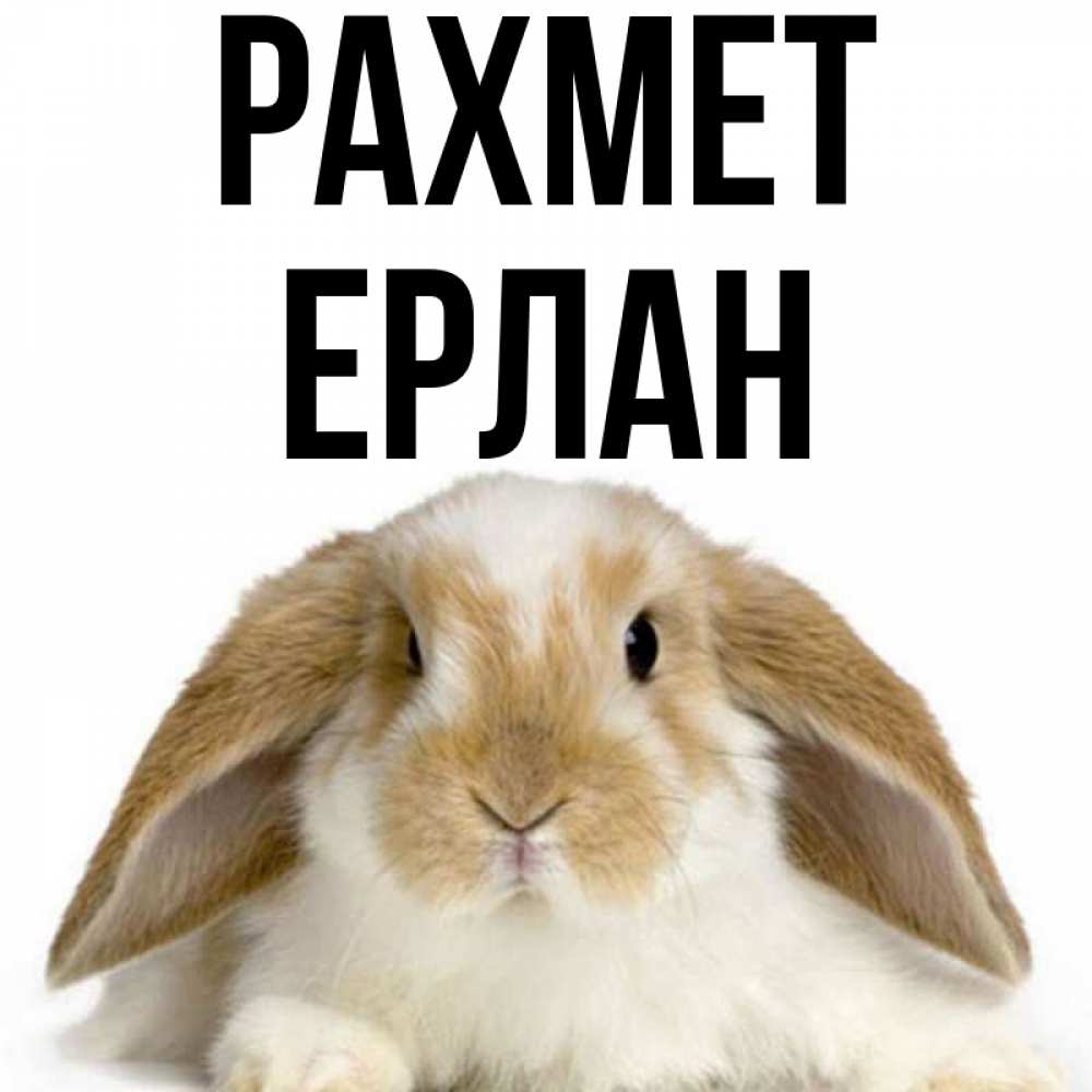 Күн сайын ашық хат с именем, Ерлан рахмет коричнево белый заяц Онлайн тегін жүктеп алу тілектері бар керемет карта 