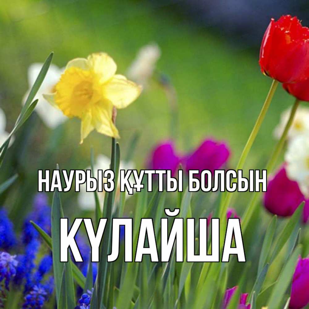 Күн сайын ашық хат с именем, КҮЛАЙША Наурыз құтты болсын наурыз  3 открытки Онлайн тегін жүктеп алу тілектері бар керемет карта 