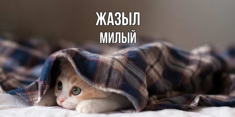Күн сайын ашық хат с именем, Милый Жазыл не болейте с котиком Онлайн тегін жүктеп алу тілектері бар керемет карта 
