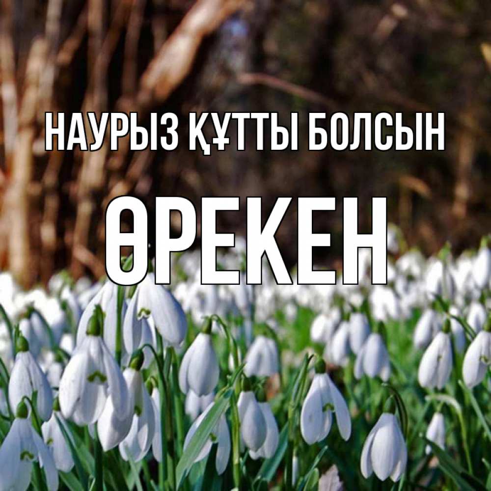 Күн сайын ашық хат с именем, ӨРЕКЕН Наурыз құтты болсын с подснежниками 1 Онлайн тегін жүктеп алу тілектері бар керемет карта 