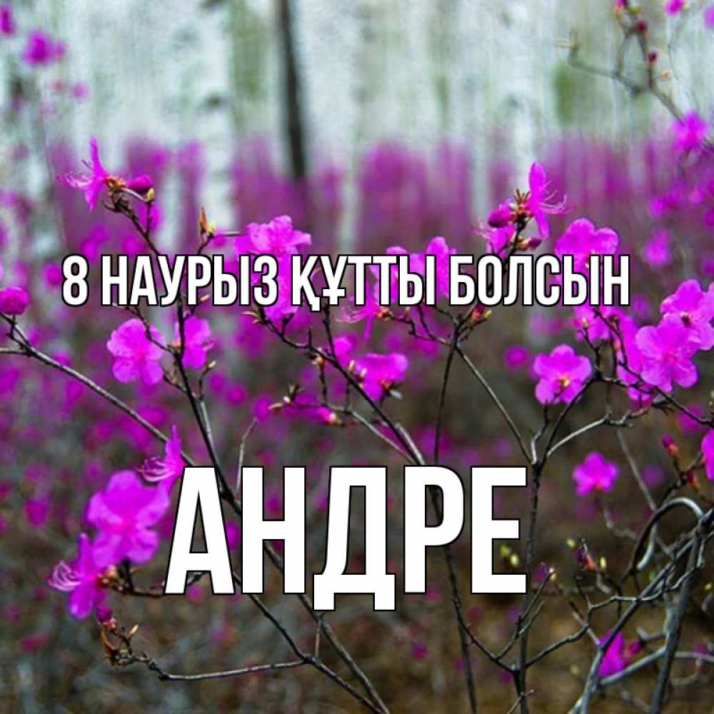 Күн сайын ашық хат с именем, Андре 8 наурыз құтты болсын дикие цветы Онлайн тегін жүктеп алу тілектері бар керемет карта 