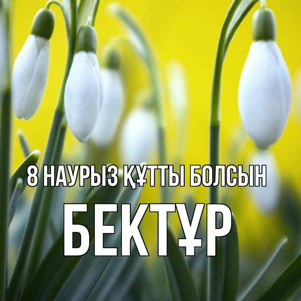 Күн сайын ашық хат с именем, Бектұр 8 наурыз құтты болсын весенние цветы Онлайн тегін жүктеп алу тілектері бар керемет карта 