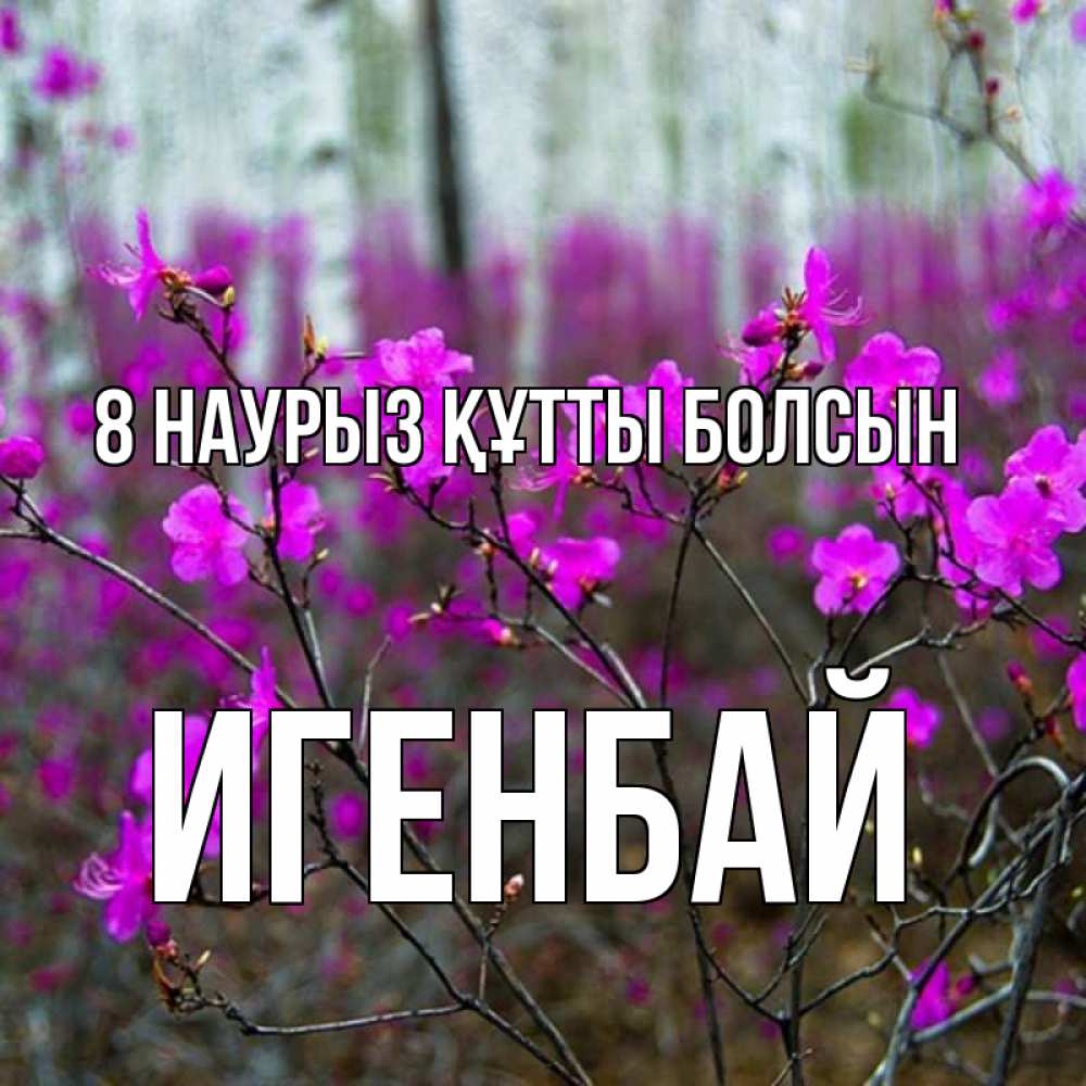 Күн сайын ашық хат с именем, Игенбай 8 наурыз құтты болсын дикие цветы Онлайн тегін жүктеп алу тілектері бар керемет карта 
