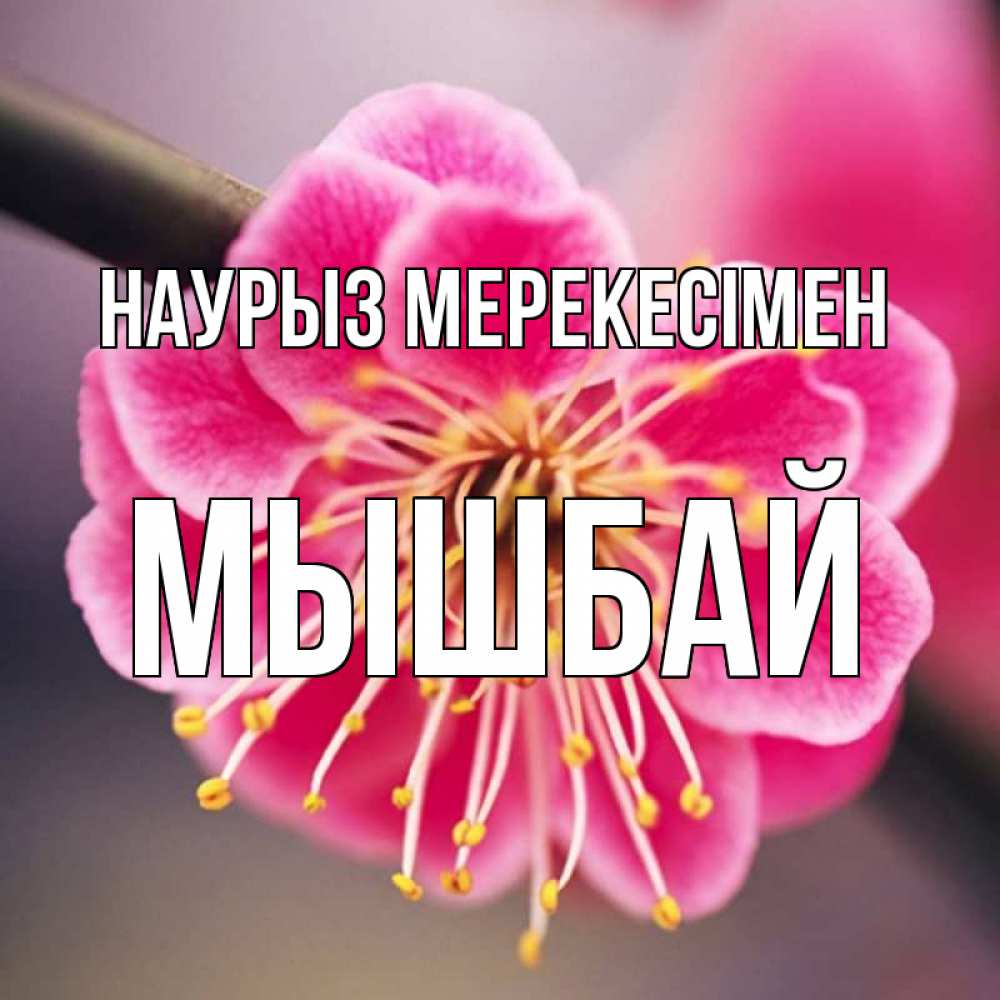 Күн сайын ашық хат с именем, МЫШБАЙ Наурыз мерекесімен цветы Онлайн тегін жүктеп алу тілектері бар керемет карта 