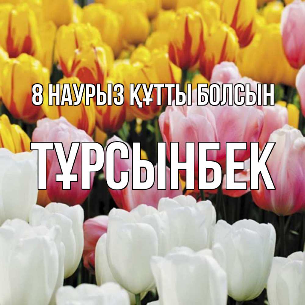 Күн сайын ашық хат с именем, ТҰРСЫНБЕК 8 наурыз құтты болсын разноцветные цветы Онлайн тегін жүктеп алу тілектері бар керемет карта 
