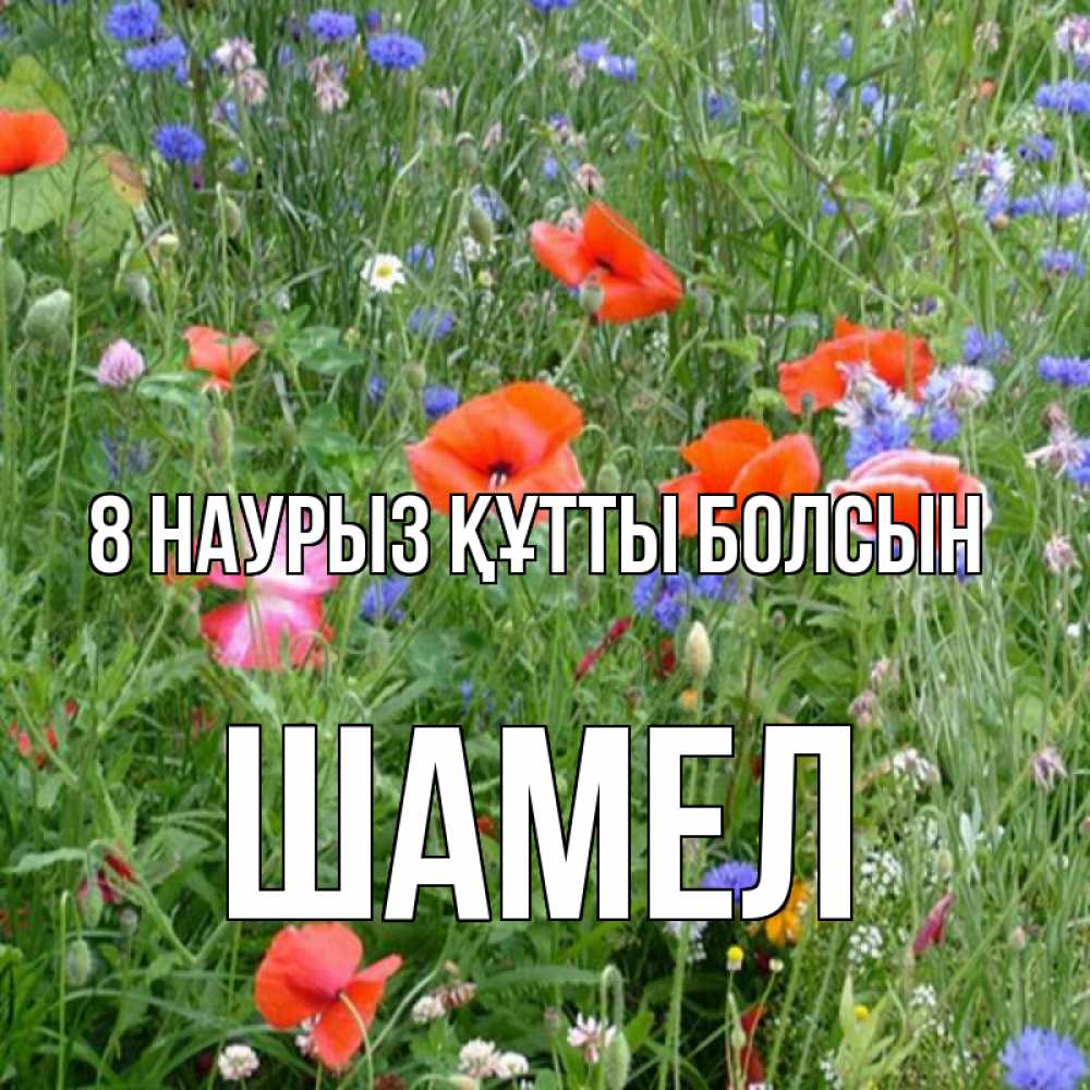 Күн сайын ашық хат с именем, ШАМЕЛ 8 наурыз құтты болсын международный женский день 4 Онлайн тегін жүктеп алу тілектері бар керемет карта 