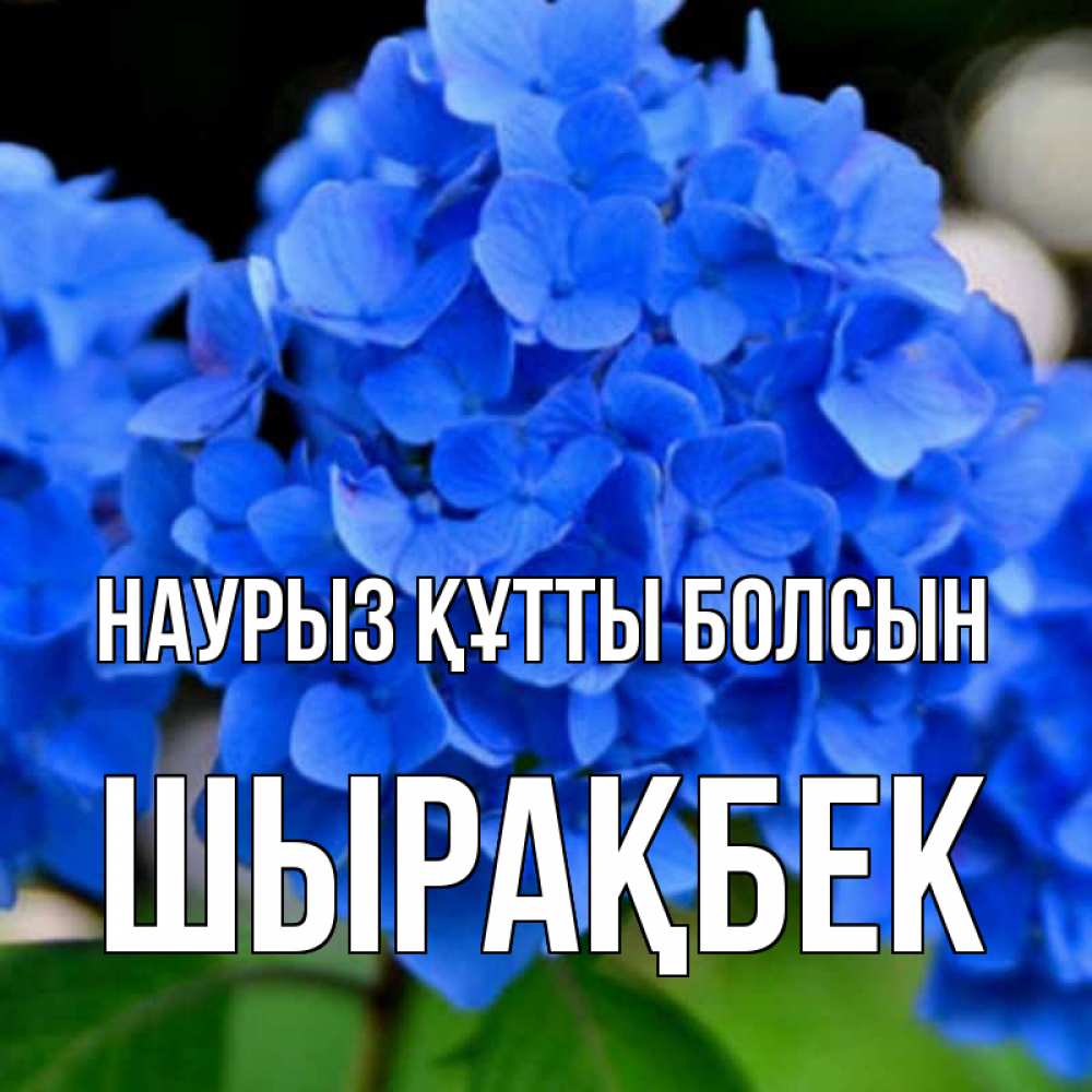 Күн сайын ашық хат с именем, ШЫРАҚБЕК Наурыз құтты болсын синие цветы Онлайн тегін жүктеп алу тілектері бар керемет карта 