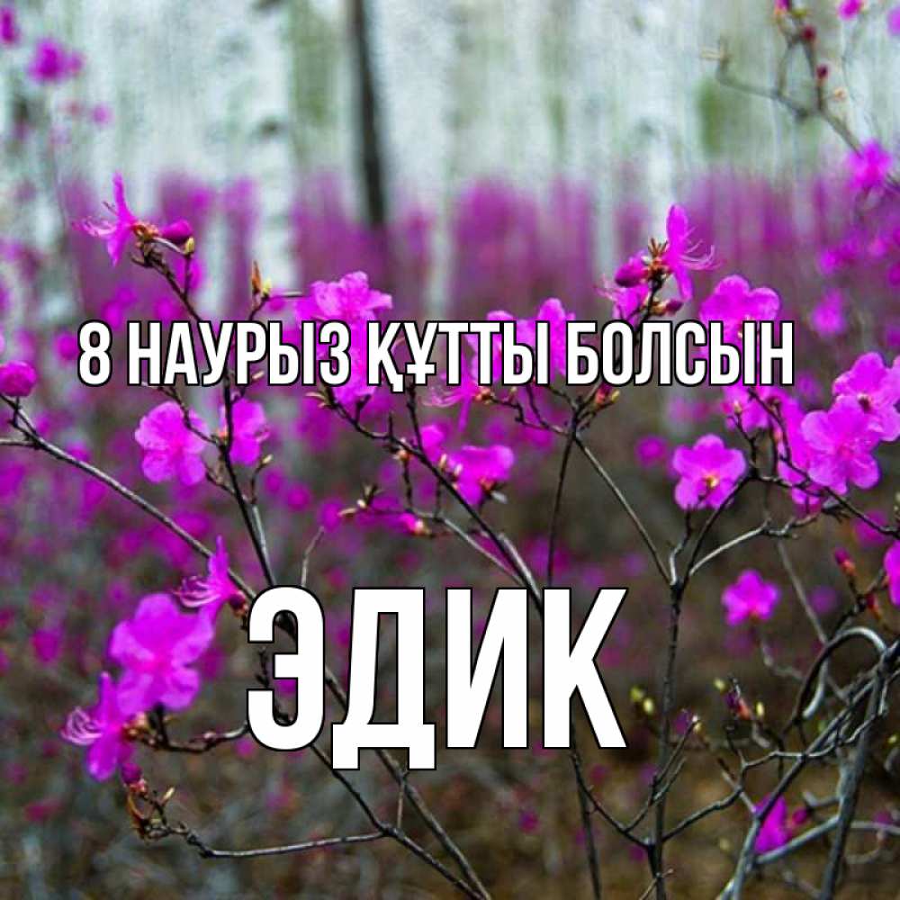 Күн сайын ашық хат с именем, Эдик 8 наурыз құтты болсын дикие цветы Онлайн тегін жүктеп алу тілектері бар керемет карта 