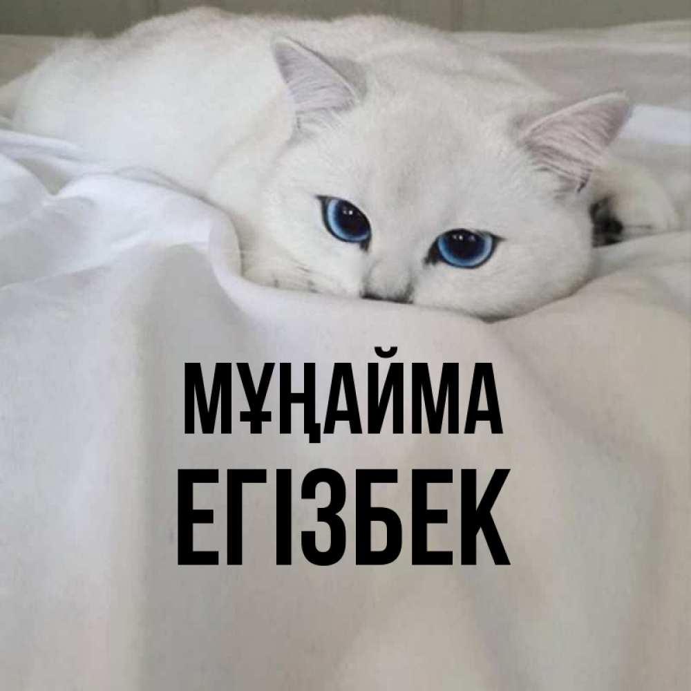 Күн сайын ашық хат с именем, Егізбек Мұңайма Голубоглазая кошка Онлайн тегін жүктеп алу тілектері бар керемет карта 