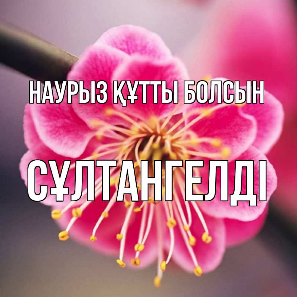 Күн сайын ашық хат с именем, СҰЛТАНГЕЛДІ Наурыз құтты болсын цветы Онлайн тегін жүктеп алу тілектері бар керемет карта 