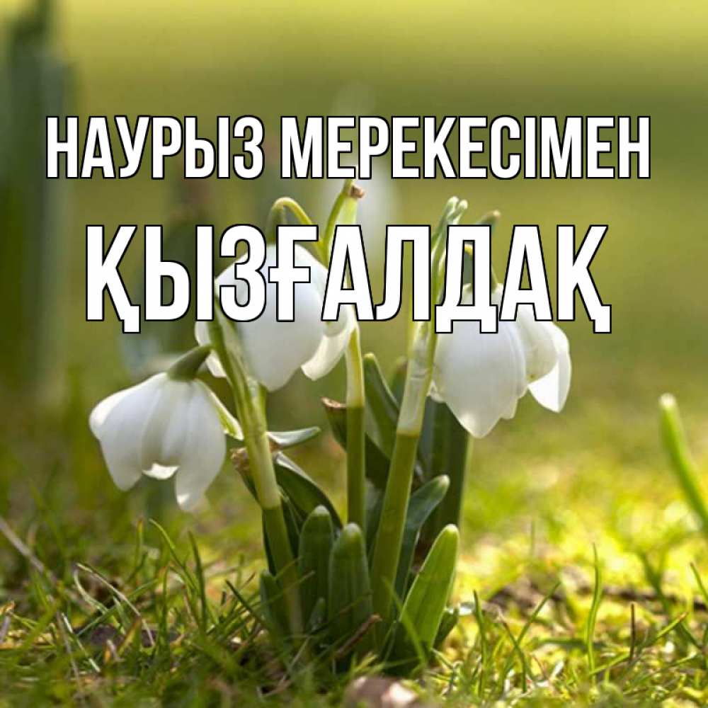 Күн сайын ашық хат с именем, ҚЫЗҒАЛДАҚ Наурыз мерекесімен ранние цветы 2 Онлайн тегін жүктеп алу тілектері бар керемет карта 