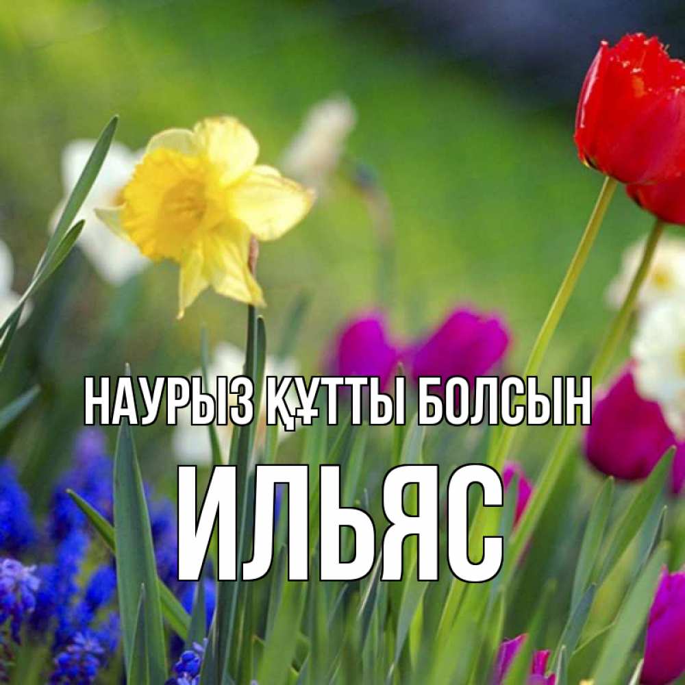 Күн сайын ашық хат с именем, Ильяс Наурыз құтты болсын наурыз  3 открытки Онлайн тегін жүктеп алу тілектері бар керемет карта 