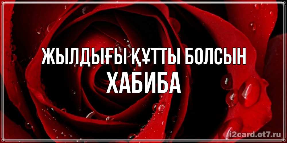 Күн сайын ашық хат с именем, ХАБИБА Жылдығы құтты болсын крупная бордовая роза Онлайн тегін жүктеп алу тілектері бар керемет карта 