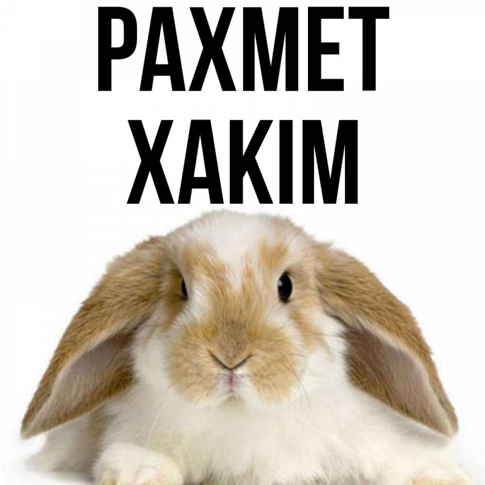 Күн сайын ашық хат с именем, ХАКІМ рахмет коричнево белый заяц Онлайн тегін жүктеп алу тілектері бар керемет карта 