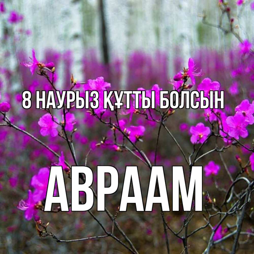 Күн сайын ашық хат с именем, Авраам 8 наурыз құтты болсын дикие цветы Онлайн тегін жүктеп алу тілектері бар керемет карта 