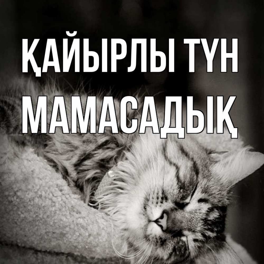 Күн сайын ашық хат с именем, МАМАСАДЫҚ Қайырлы түн котярик пушистый Онлайн тегін жүктеп алу тілектері бар керемет карта 