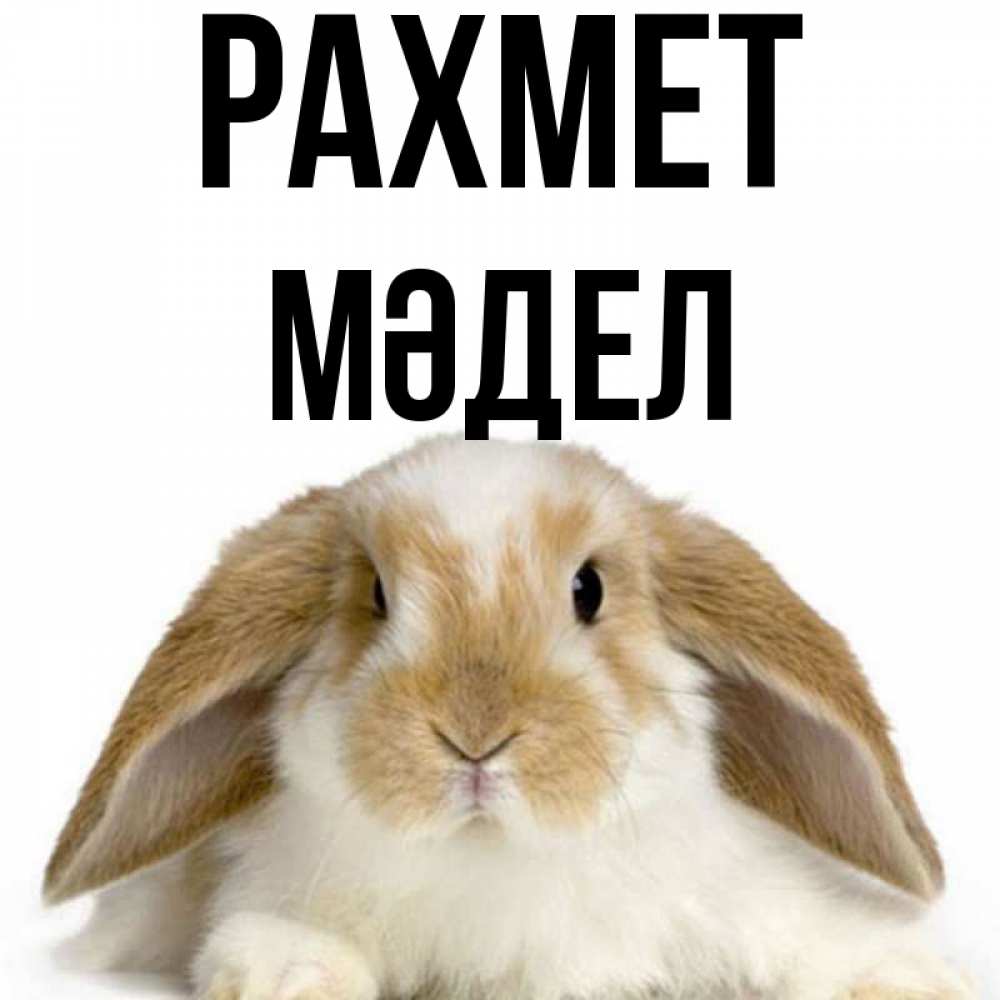 Күн сайын ашық хат с именем, МӘДЕЛ рахмет коричнево белый заяц Онлайн тегін жүктеп алу тілектері бар керемет карта 