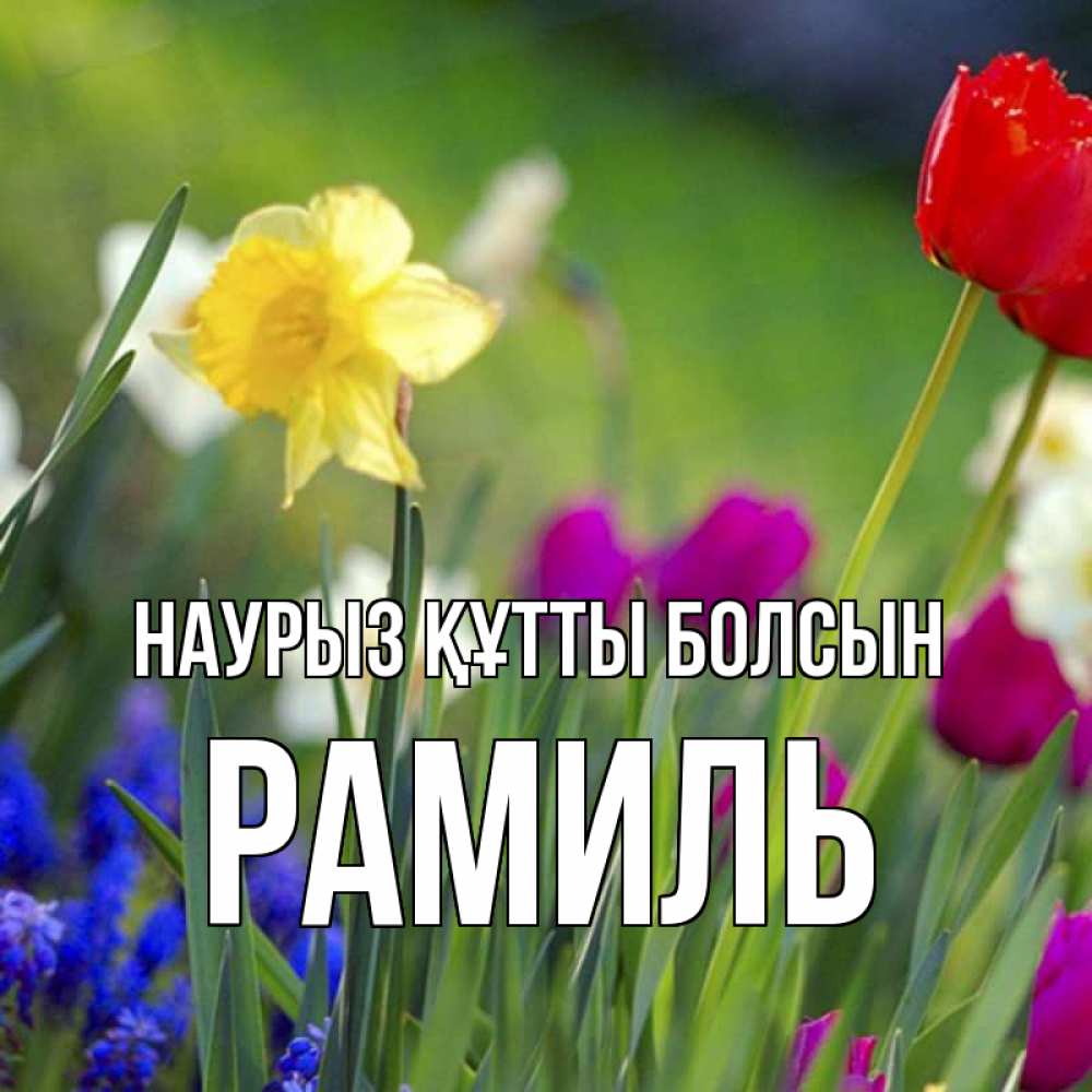 Күн сайын ашық хат с именем, Рамиль Наурыз құтты болсын наурыз  3 открытки Онлайн тегін жүктеп алу тілектері бар керемет карта 