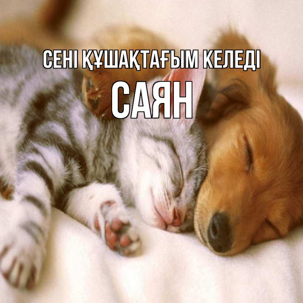 Күн сайын ашық хат с именем, САЯН сені құшақтағым келеді пес и котенок Онлайн тегін жүктеп алу тілектері бар керемет карта 