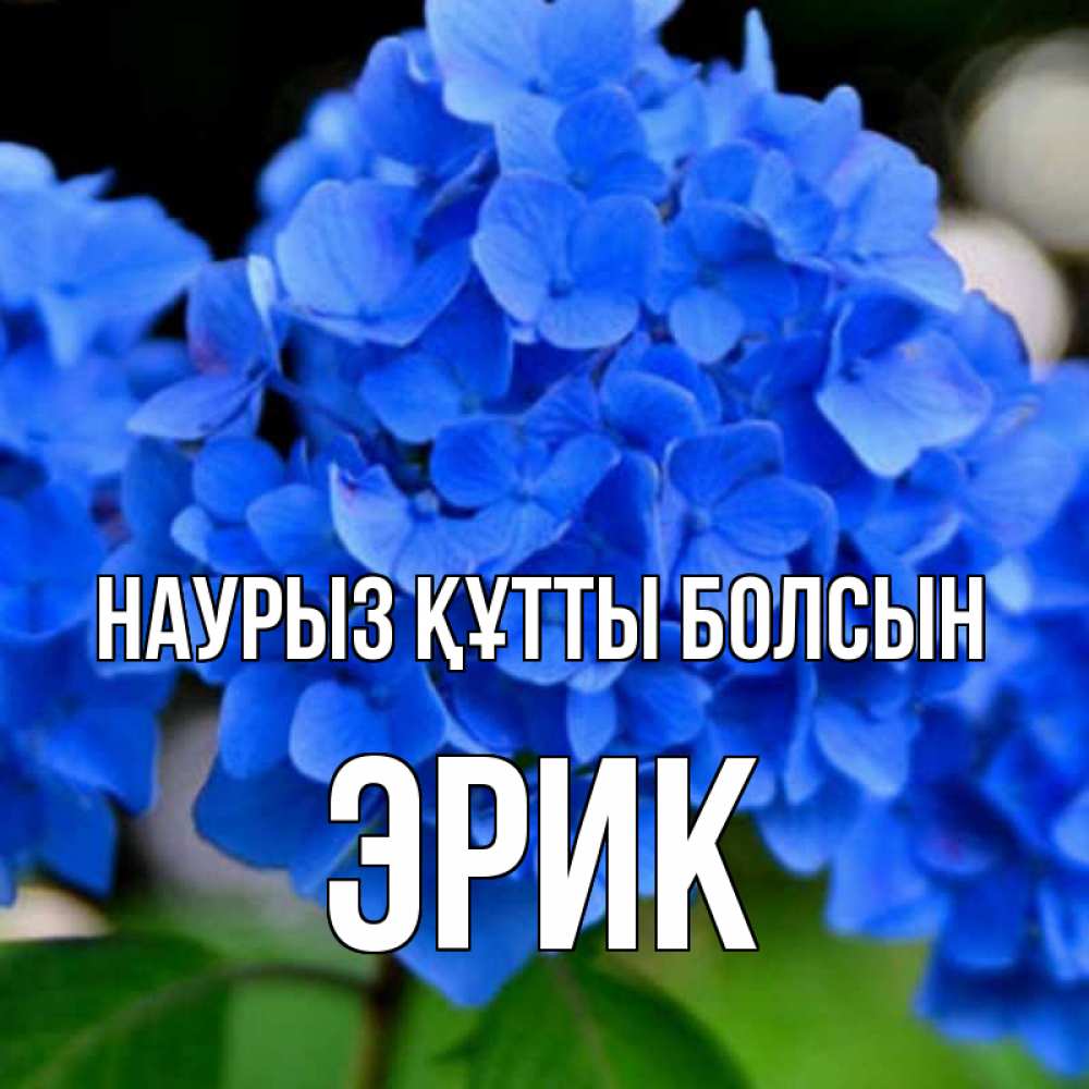 Күн сайын ашық хат с именем, Эрик Наурыз құтты болсын синие цветы Онлайн тегін жүктеп алу тілектері бар керемет карта 