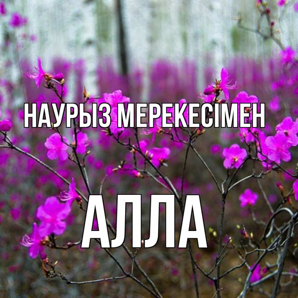 Күн сайын ашық хат с именем, Алла Наурыз мерекесімен дикие цветы Онлайн тегін жүктеп алу тілектері бар керемет карта 