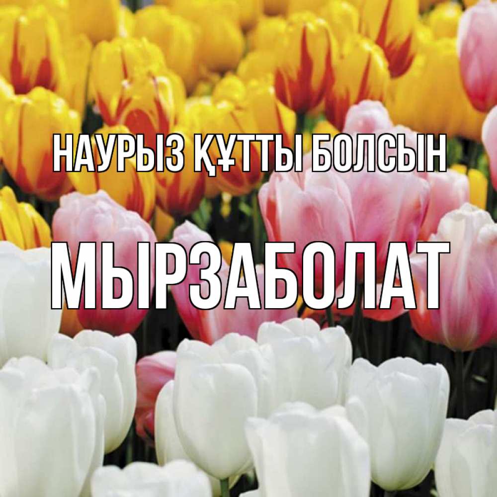 Күн сайын ашық хат с именем, Мырзаболат Наурыз құтты болсын разноцветные цветы Онлайн тегін жүктеп алу тілектері бар керемет карта 