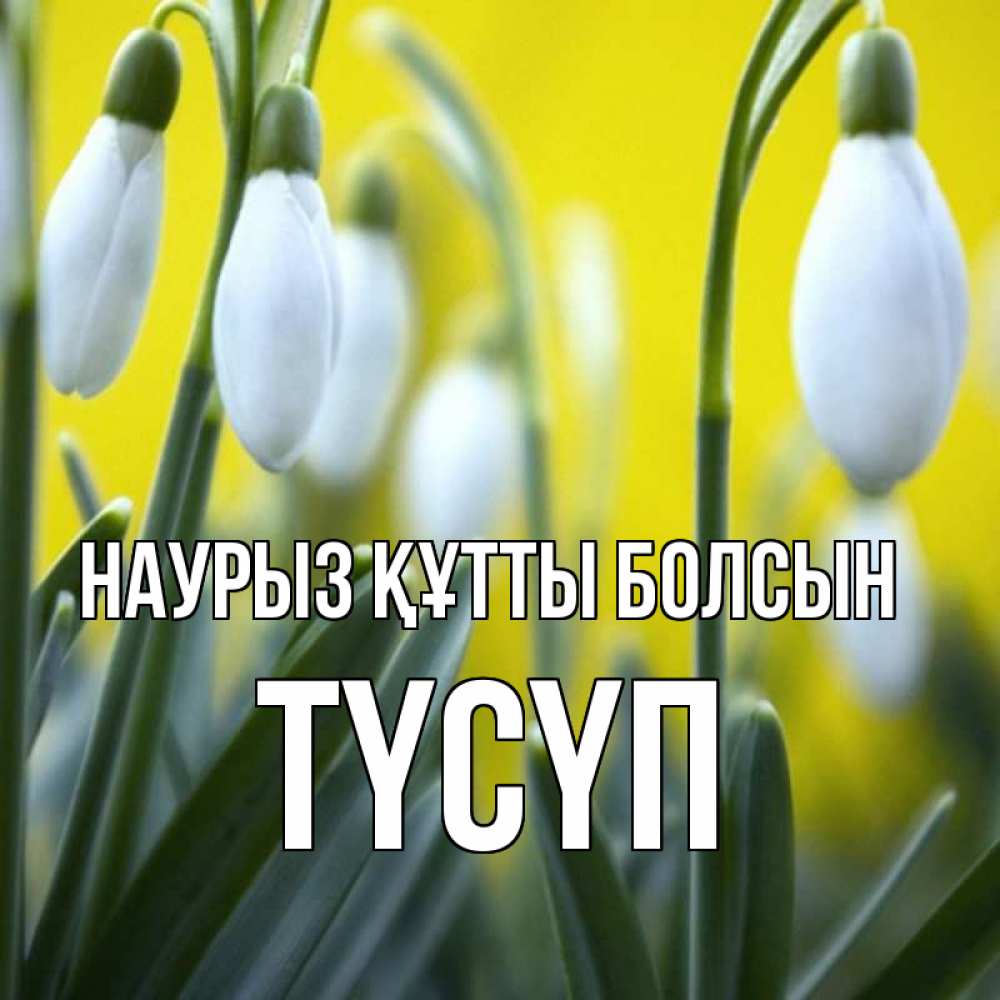 Күн сайын ашық хат с именем, ТҮСҮП Наурыз құтты болсын весенние цветы Онлайн тегін жүктеп алу тілектері бар керемет карта 