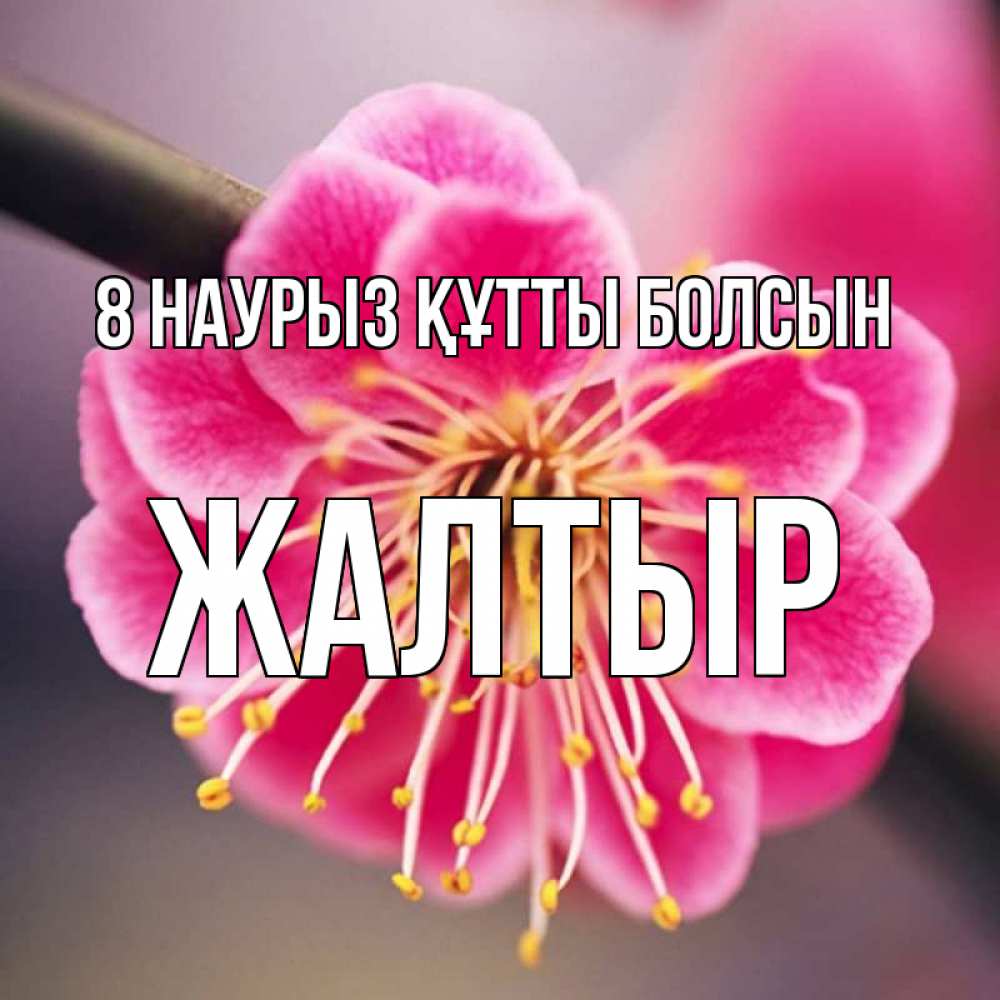 Күн сайын ашық хат с именем, Жалтыр 8 наурыз құтты болсын цветы Онлайн тегін жүктеп алу тілектері бар керемет карта 