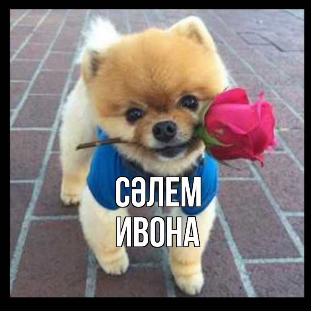 Күн сайын ашық хат с именем, Ивона Сәлем роза в зубах у собаки Онлайн тегін жүктеп алу тілектері бар керемет карта 