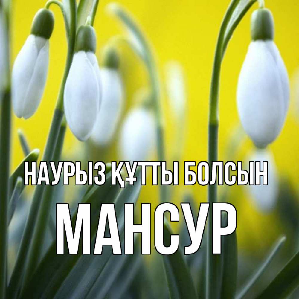Күн сайын ашық хат с именем, Мансур Наурыз құтты болсын весенние цветы Онлайн тегін жүктеп алу тілектері бар керемет карта 